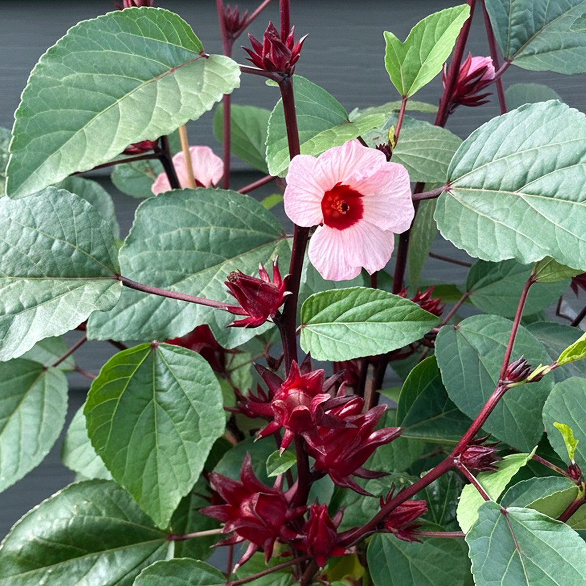 plantes médicinales africaines, guérisseur africain et plantes médicinales, pharmacopée africaine