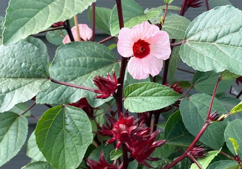 plantes médicinales africaines, guérisseur africain et plantes médicinales, pharmacopée africaine